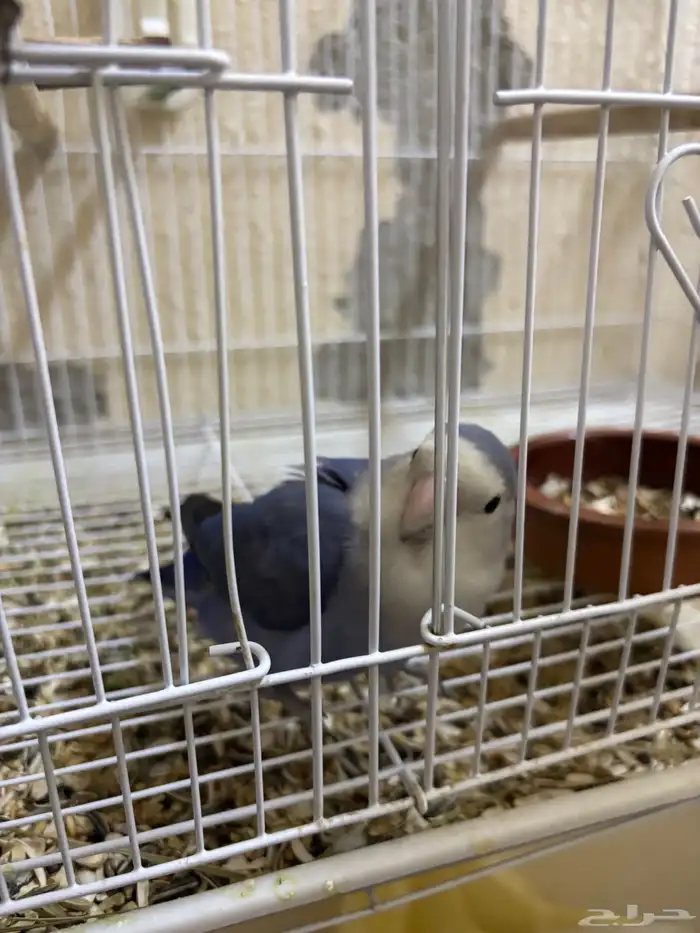 جوز روز البينو وفايلوت 0