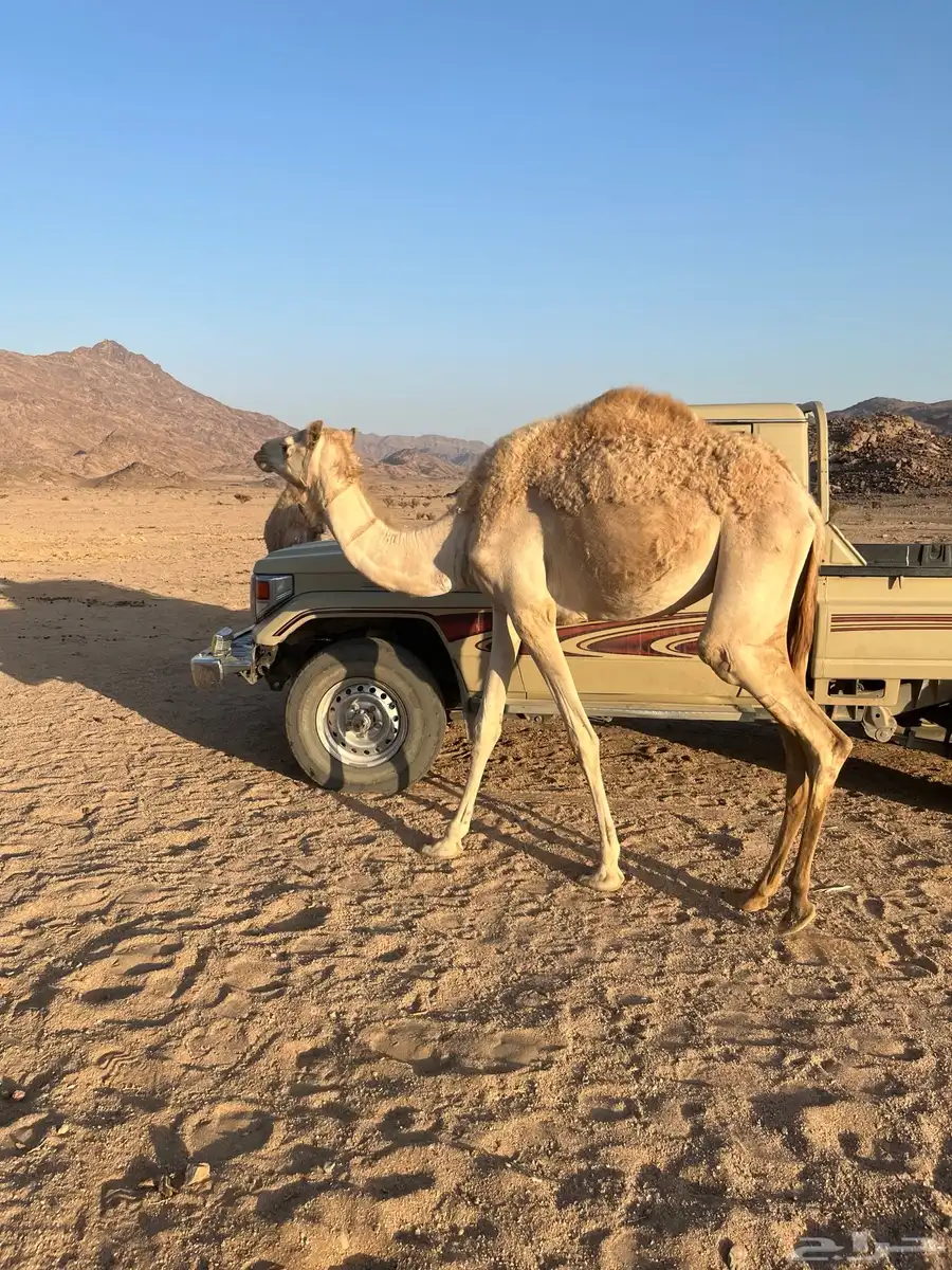 للبيع بكره مهجنه سليمه من جميع العذريب وسنه السنه هذي حقه 4
