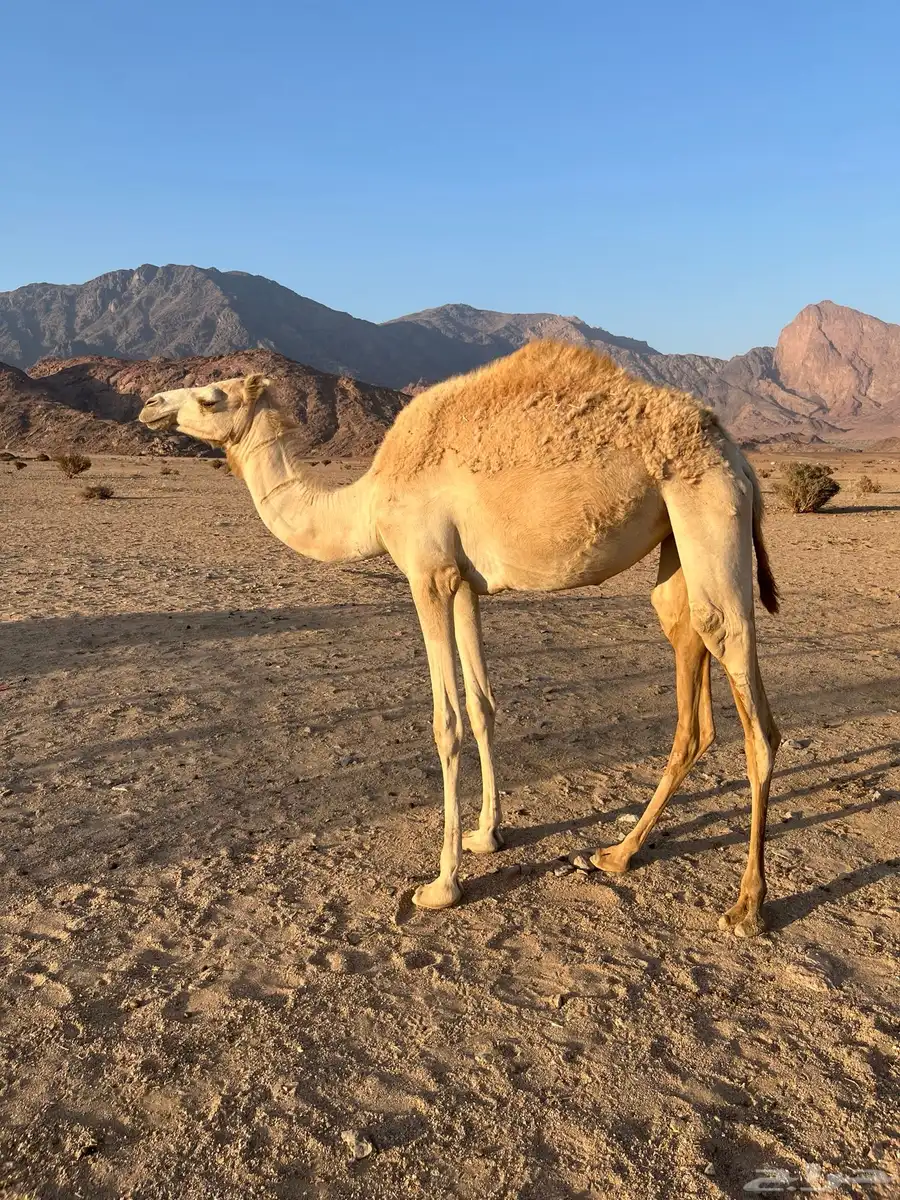 للبيع بكره مهجنه سليمه من جميع العذريب وسنه السنه هذي حقه 1