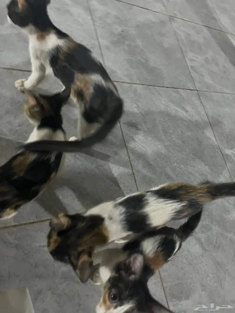 قطط للتبني 4   صغار   مجانا 2