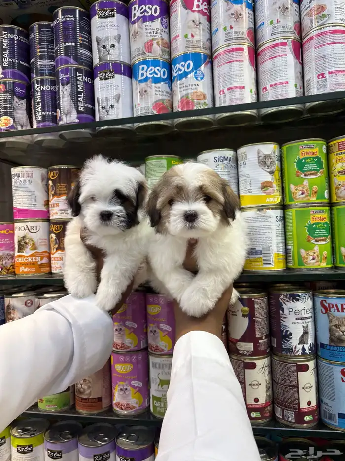 كلاب مالتيز تي كب 0