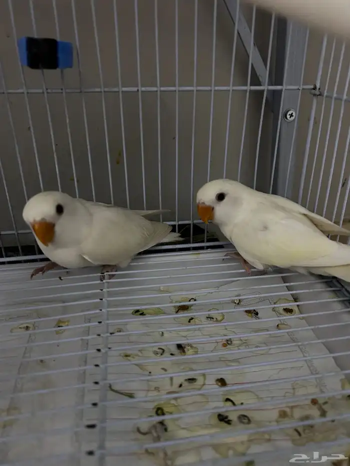 فروخ روز البينو اليفه مفطومه ((تم البيع)) 6