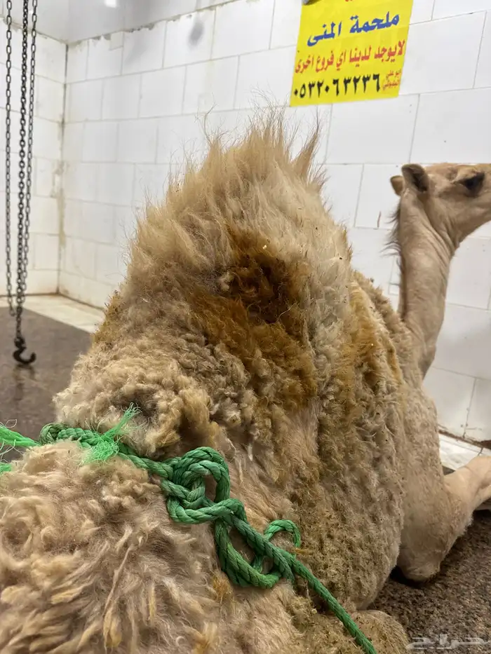 حشوان لباني شرط العنوان طريق الرياض مجعل 0