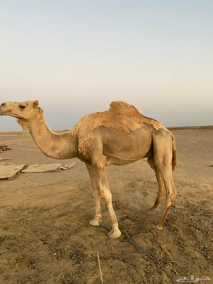 جمل حر للبيع 0