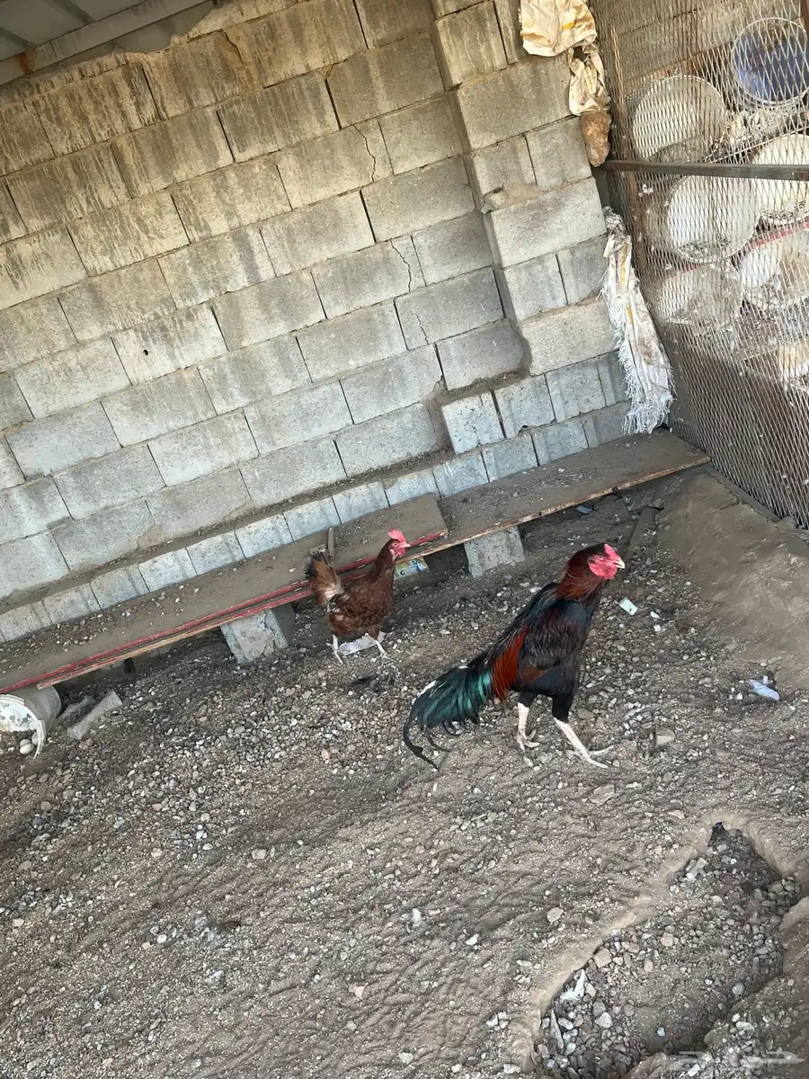 دجاج حمام 9