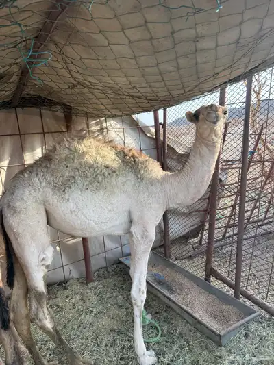 قعود وبكره 1