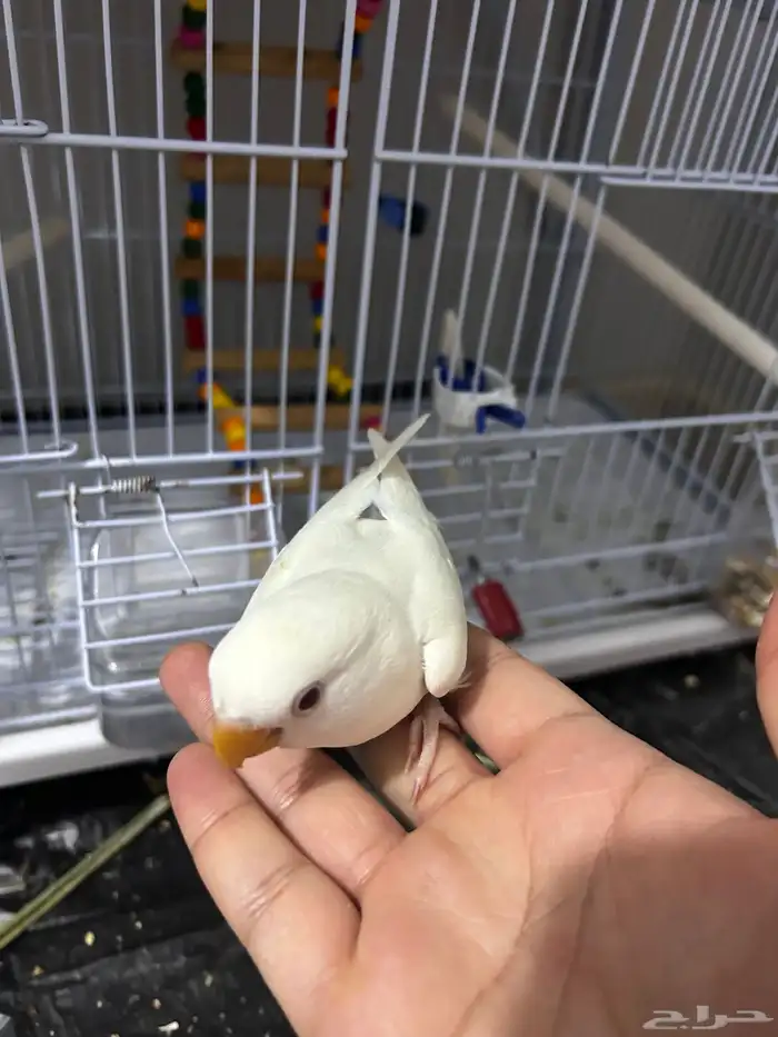 فروخ روز البينو اليفه مفطومه ((تم البيع)) 7