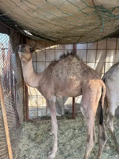قعود وبكره 4