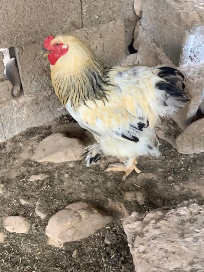 ديك براهما 2