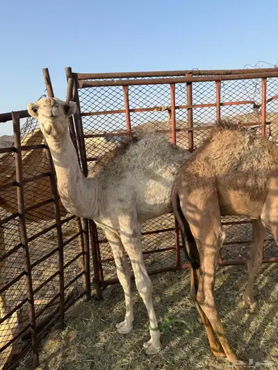 قعود وبكره 0
