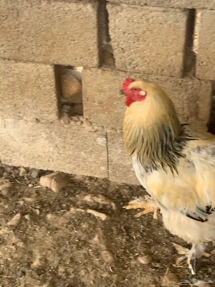 ديك براهما 2