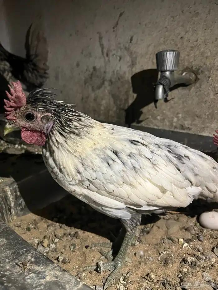 ديوك عربي 0