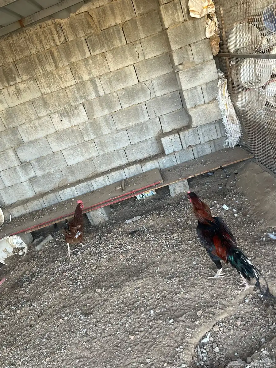 دجاج حمام 11