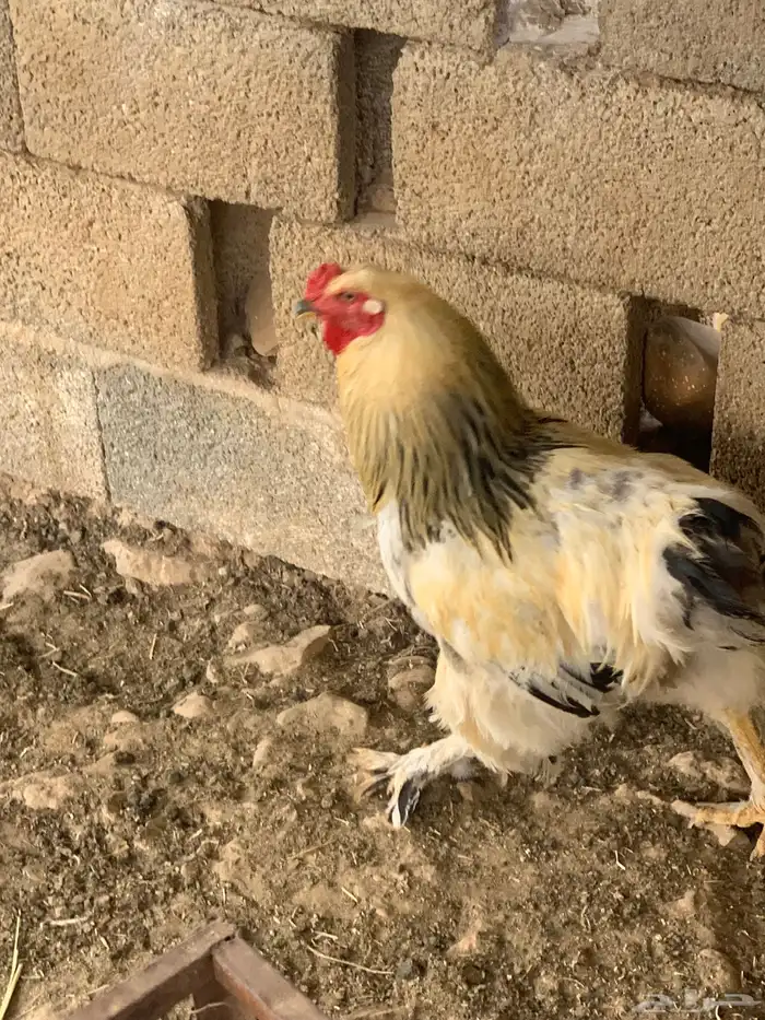 ديك براهما 3