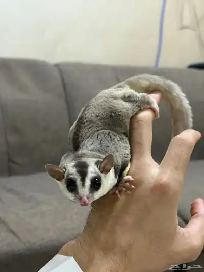 سنجاب شوقر قلايدر 12