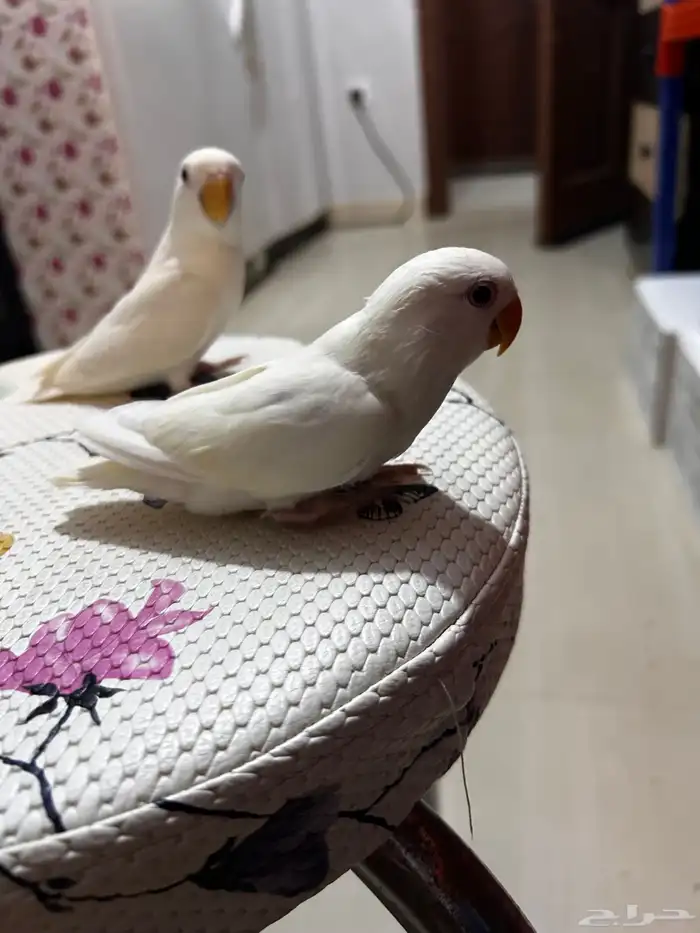 فروخ روز البينو اليفه مفطومه ((تم البيع)) 3