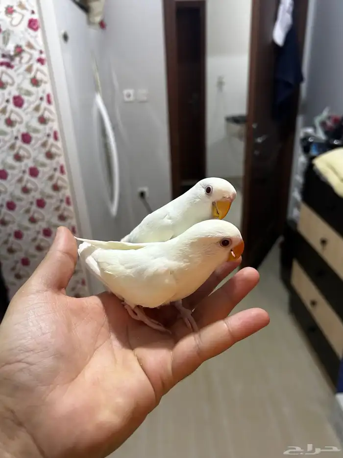 فروخ روز البينو اليفه مفطومه ((تم البيع)) 1