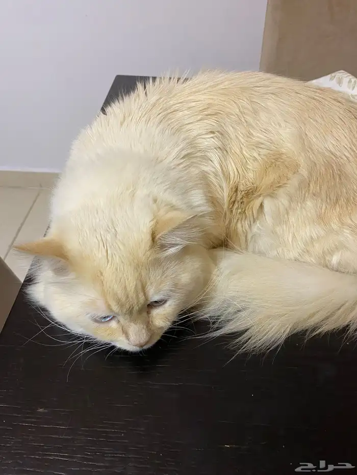 قطط لتبني فقط 2