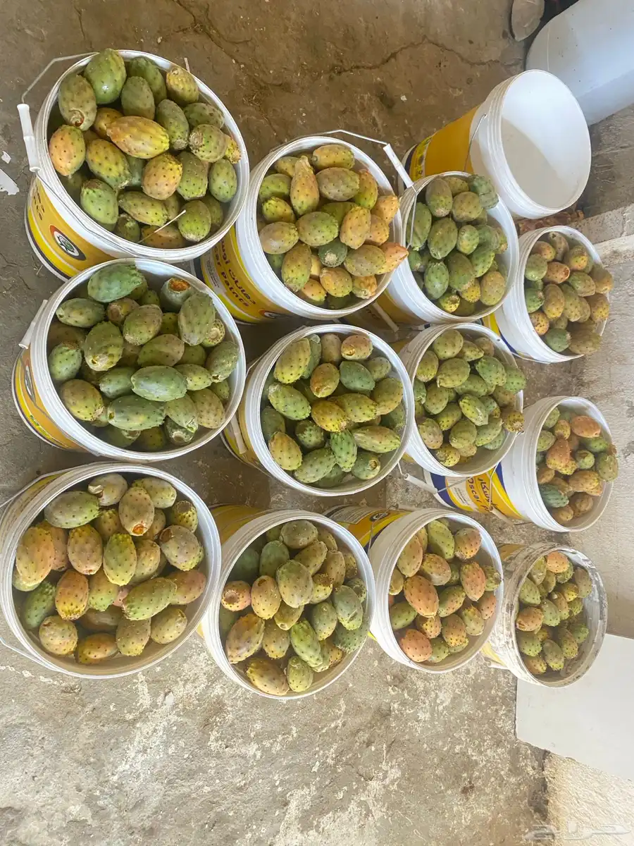 برشوم 0