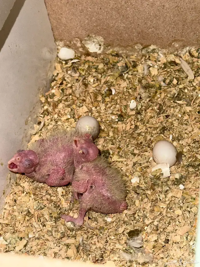 طيور كروان   روز 2