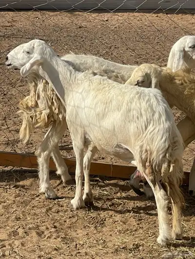 تم البيع 5