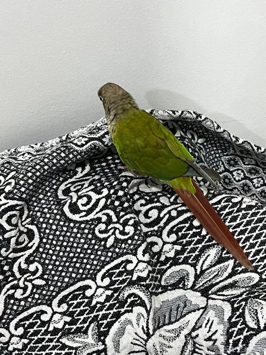 كينور اناناس 3