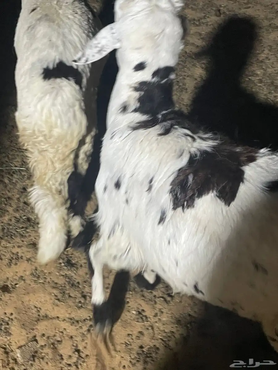 خرفان سواكن مغلقات للبيع 2