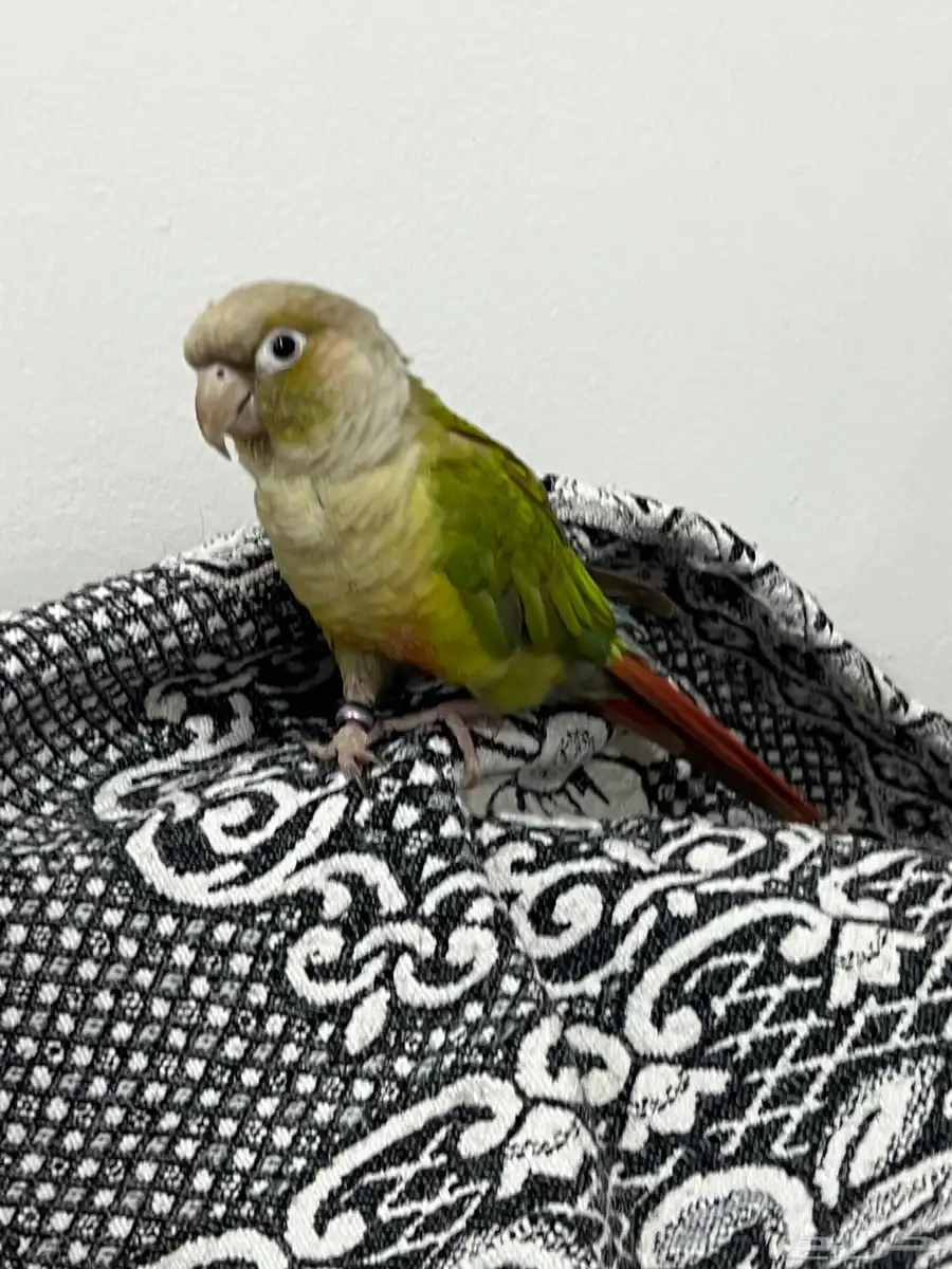 كينور اناناس 4