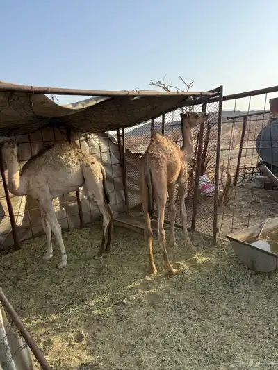 قعود وبكره 2