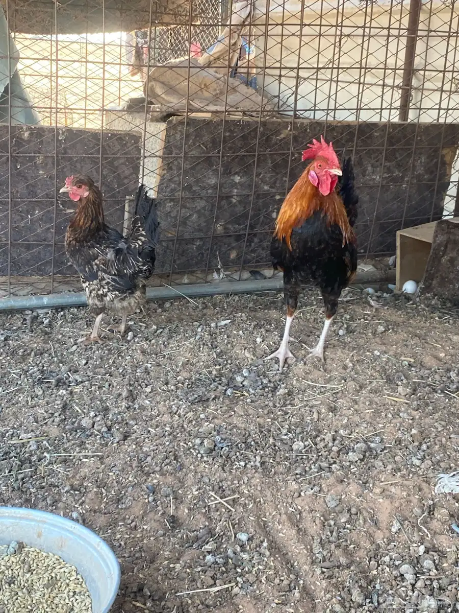 البيع دجاج 5