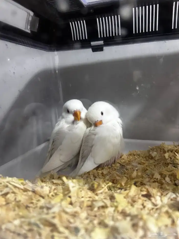 فروخ روز البينو اليفه مفطومه ((تم البيع)) 8