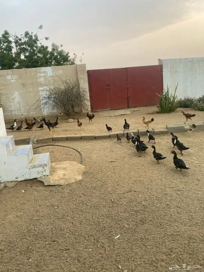 للبيع دجاجة وبط 3