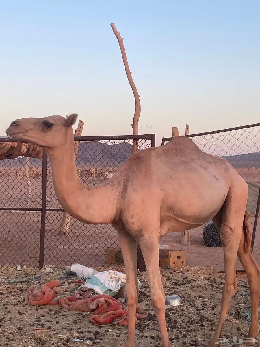 بكرة حره 1