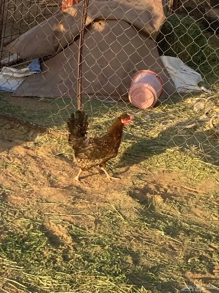 البيع دجاج 0