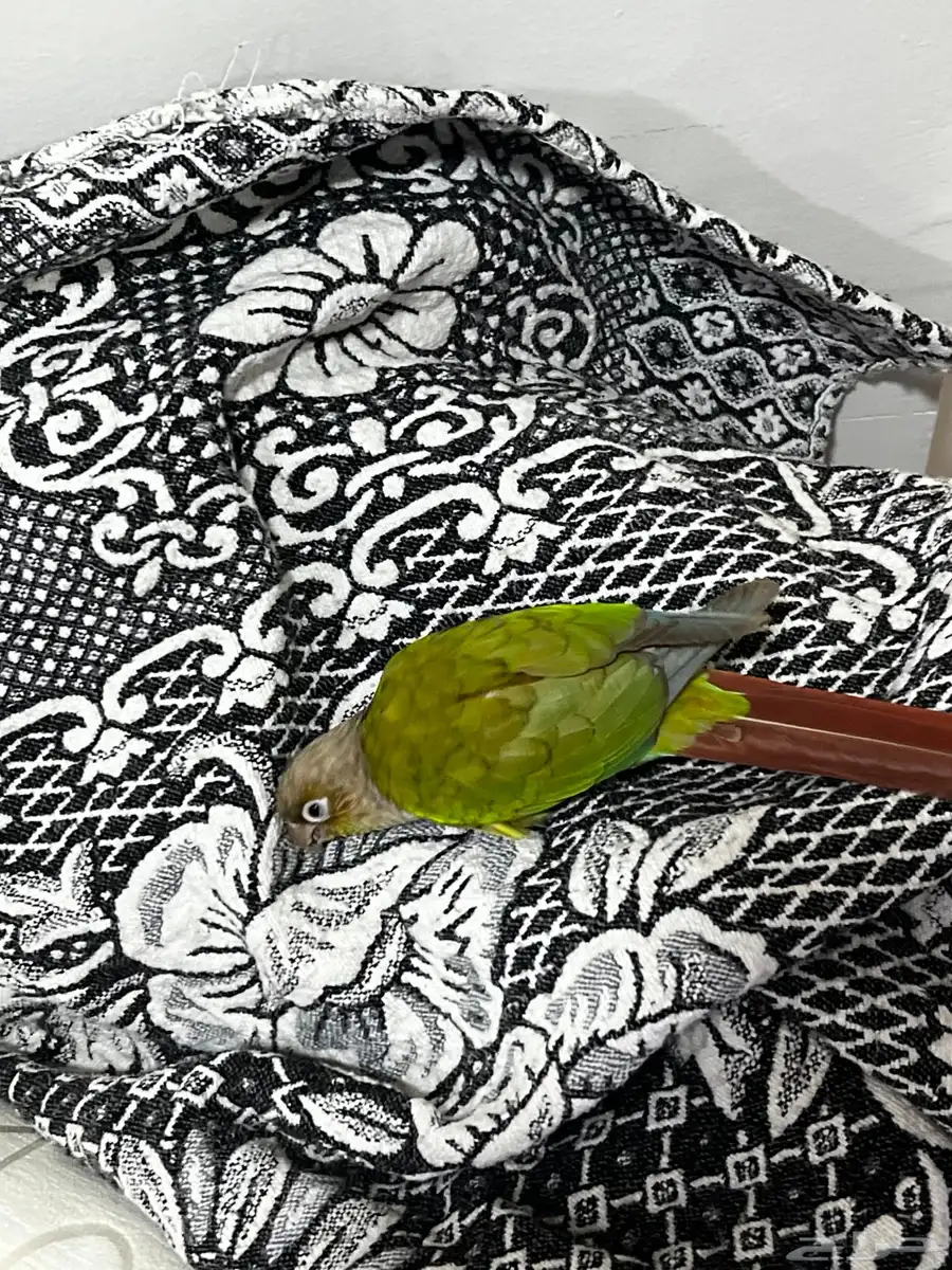 كينور اناناس 2