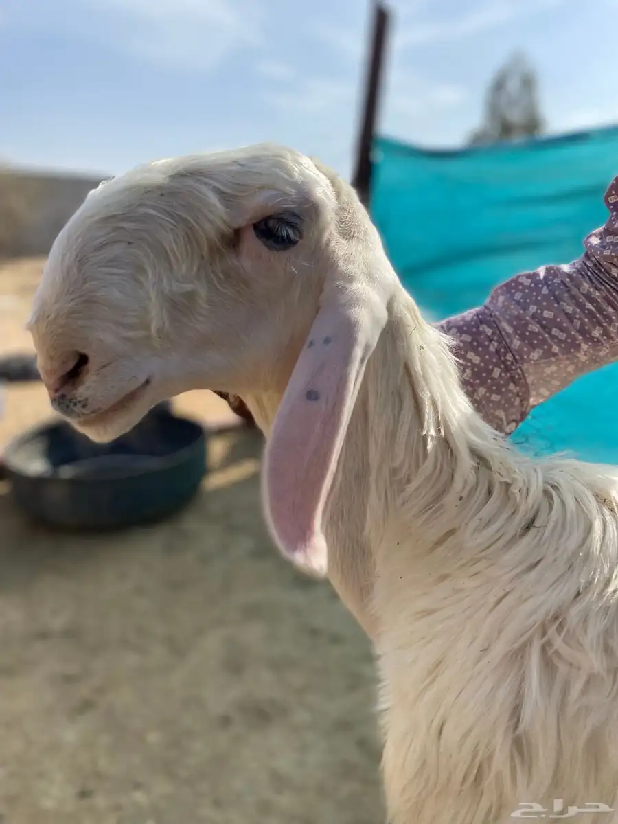 مشروع فحل عيسي 1