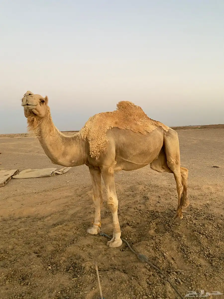 جمل حر للبيع 1