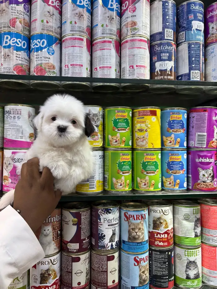 كلاب مالتيز تي كب 3