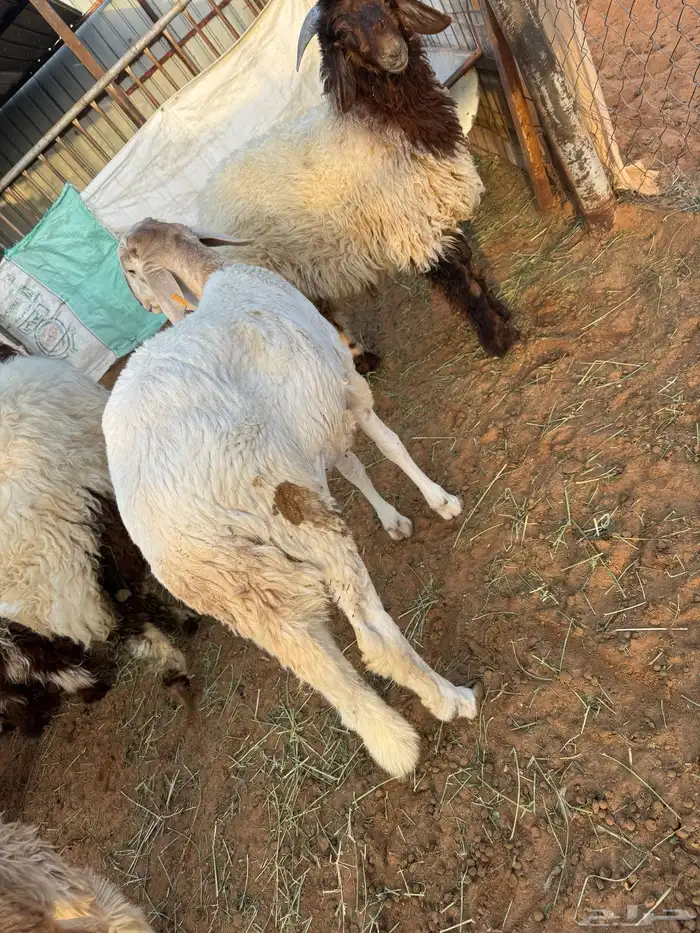 ذبائح نعيمي وحري ونجدي وسواكن اسعار وضمان ذهبي 4