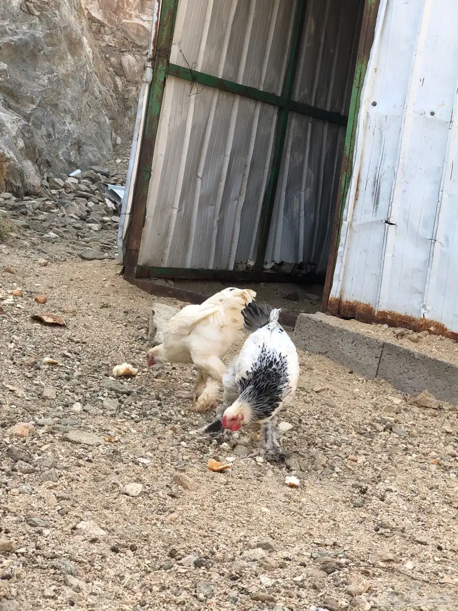 دجاج براهما 7