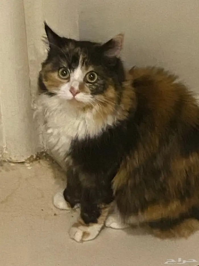 قطط لتبني فقط 0