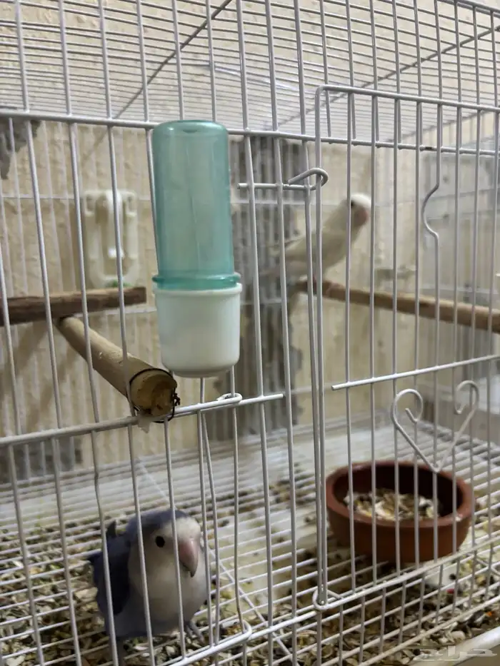 جوز روز البينو وفايلوت 2