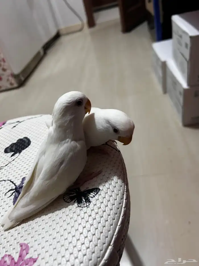 فروخ روز البينو اليفه مفطومه ((تم البيع)) 4