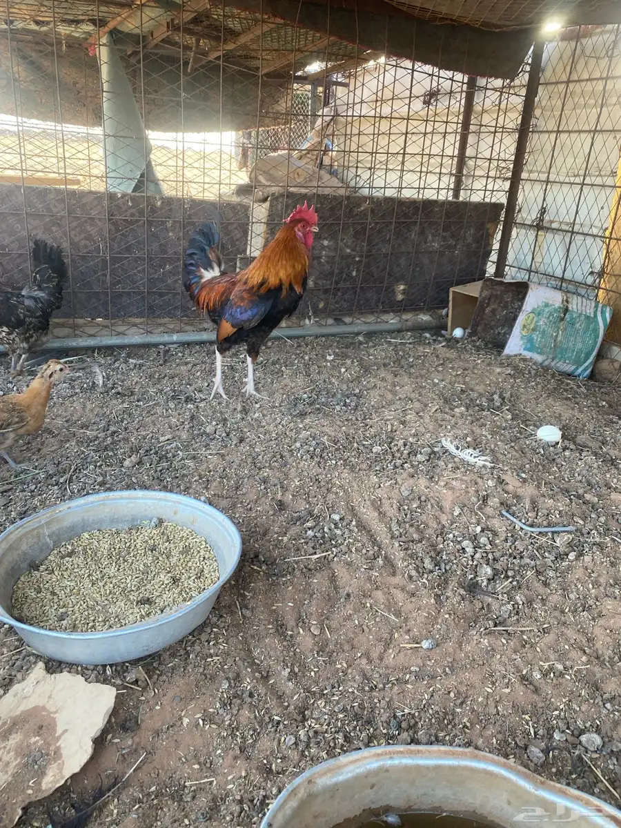 البيع دجاج 6