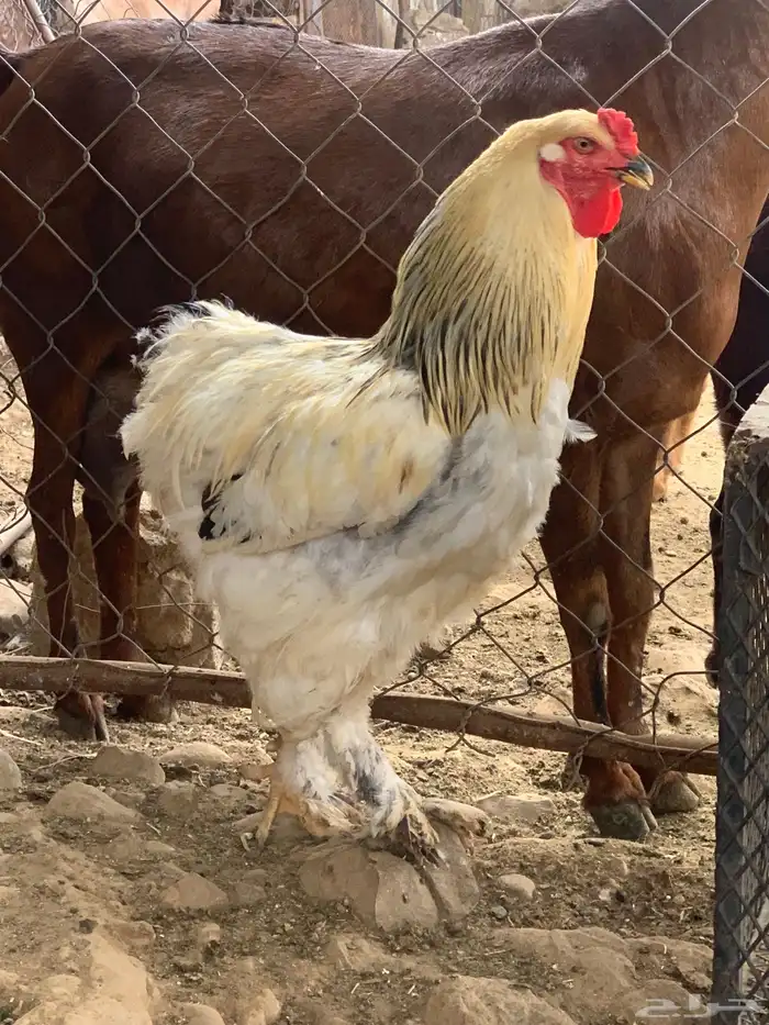 ديك براهما 4