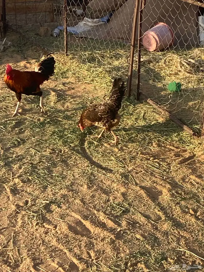 البيع دجاج 2