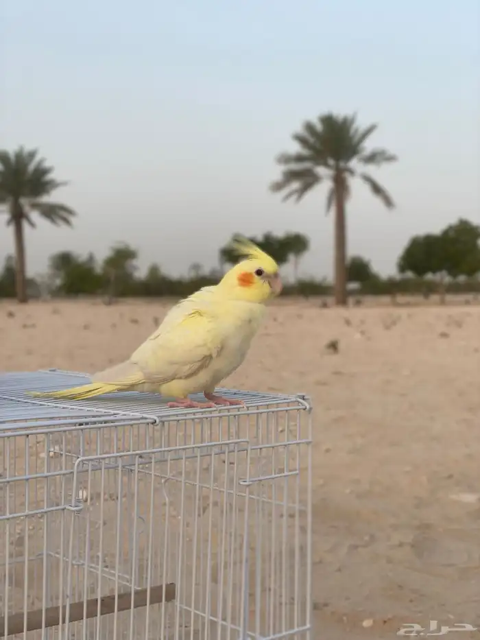 كروان لاتينو هدد داخلي وخارجي(انباع) 0