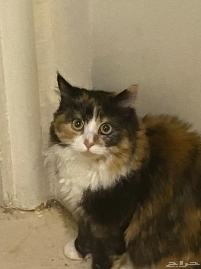 قطط لتبني فقط 1