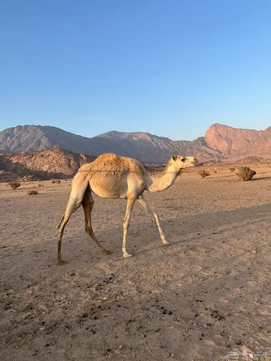 للبيع بكره مهجنه سليمه من جميع العذريب وسنه السنه هذي حقه 0