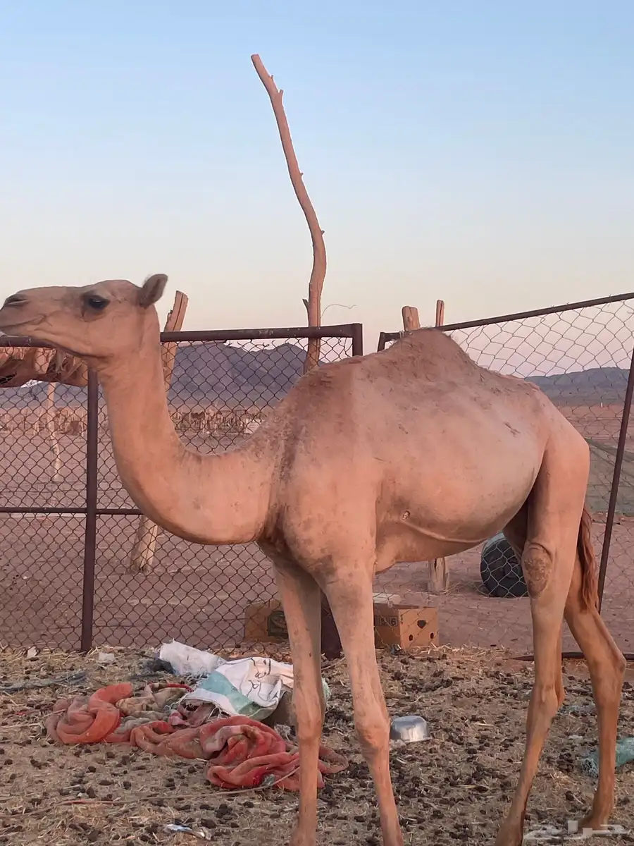 بكرة حره 0
